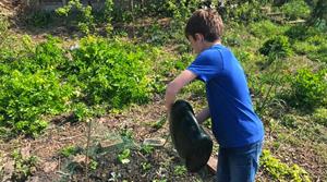allotment